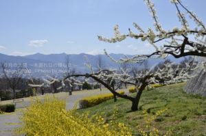 ［6］花越しの富士山