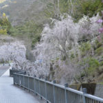 ［6］久遠寺に続く道