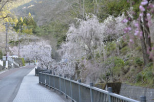 ［6］久遠寺に続く道