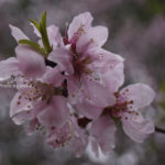 ［6］アーモンドは桜の親戚