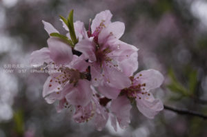 ［6］アーモンドは桜の親戚