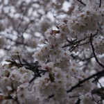 ［6］雨上がりの神代植物公園