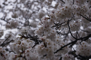［6］雨上がりの神代植物公園