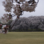 ［6］まるで貸切の神代植物公園