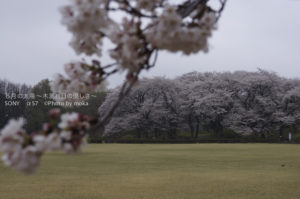 ［6］まるで貸切の神代植物公園