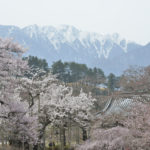 ［6］南アルプスと神代桜