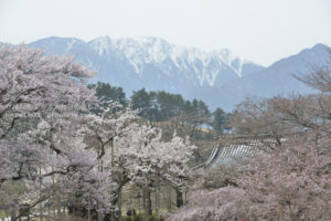 ［6］南アルプスと神代桜