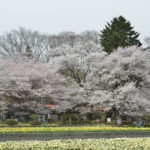 ［6］山梨県実相寺の桜