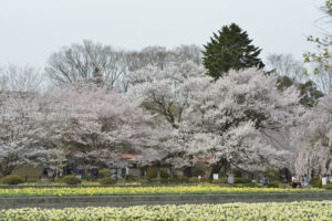 ［6］山梨県実相寺の桜