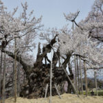 ［6］樹齢２０００年の神代桜