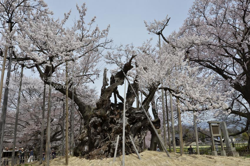 ［6］樹齢２０００年の神代桜