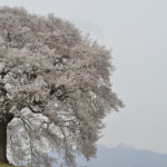 ［6］エドヒガンザクラの一本桜　〜 わに塚の桜 〜