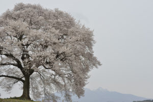 ［6］エドヒガンザクラの一本桜　〜 わに塚の桜 〜
