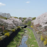 ［6］昭和記念公園の桜