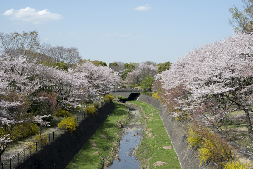 ［6］昭和記念公園の桜