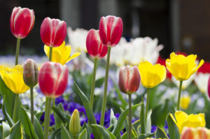 ［6］咲いた、咲いた、チューリップの花が・・