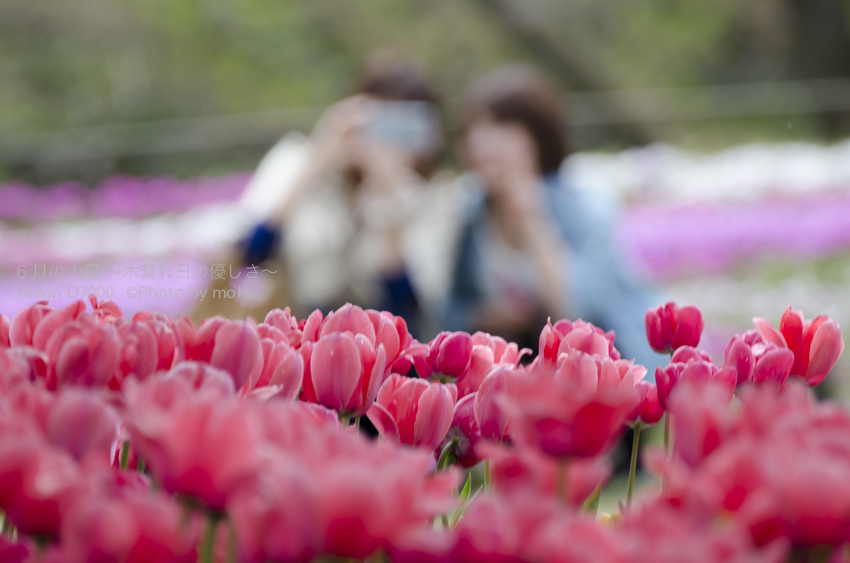 ［6］お花畑で記念撮影