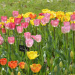 ［6］おとぎの国