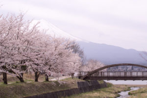 ［6］富士山と桜