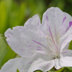 ［6］色々な花を見ていたら・・