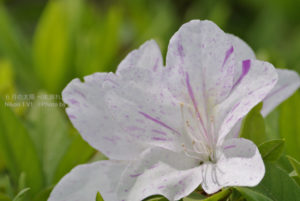 ［6］色々な花を見ていたら・・