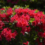 ［6］ツツジの季節