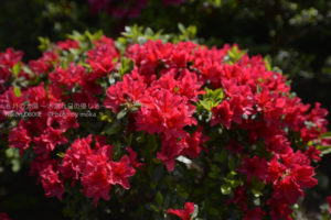 ［6］ツツジの季節