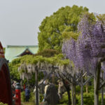 ［6］朱い太鼓橋と藤の花