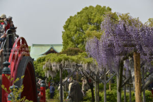 ［6］朱い太鼓橋と藤の花