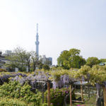 ［6］東京の藤の名所