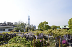 ［6］東京の藤の名所