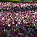 ［6］ひたちなか海浜公園　たまごの森フラワーガーデン