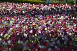 ［6］ひたちなか海浜公園　たまごの森フラワーガーデン
