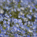 ［6］国営ひたちなか海浜公園のネモフィラの丘