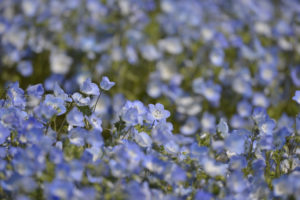 ［6］国営ひたちなか海浜公園のネモフィラの丘