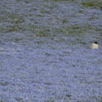 ［6］ひたちなか海浜公園のネモフィラ畑の中で、