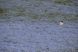 ［6］ひたちなか海浜公園のネモフィラ畑の中で、