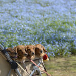 ［6］5月5日はこどもの日