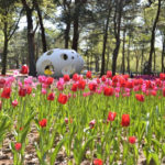 ［6］ひたちなか海浜公園のチューリップ