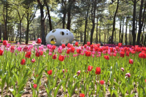 ［6］ひたちなか海浜公園のチューリップ
