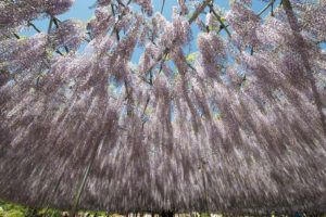 ［6］世界が息を呑んだ！