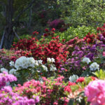 ［6］ギリギリ間に合った、ツツジとシャクナゲ