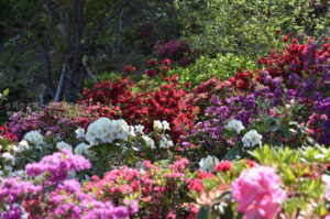 ［6］ギリギリ間に合った、ツツジとシャクナゲ