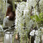 ［6］圧巻の藤の花に感激