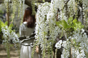 ［6］圧巻の藤の花に感激