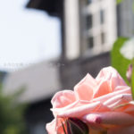 ［6］薔薇の名所、旧古河庭園