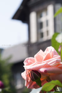 ［6］薔薇の名所、旧古河庭園