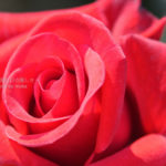 ［6］いよいよ始まった、旧古河庭園のバラフェスタ