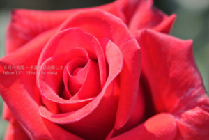 ［6］いよいよ始まった、旧古河庭園のバラフェスタ