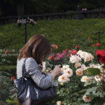 ［6］高貴な薔薇と淑女